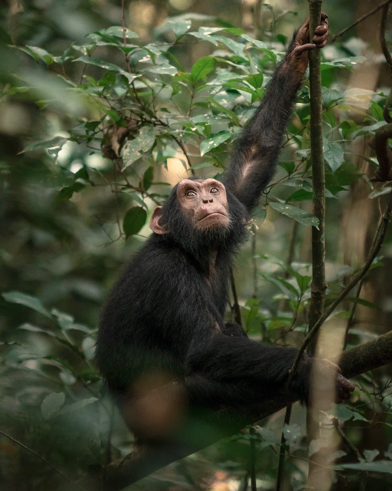 Chimpanzee in Kibale forest