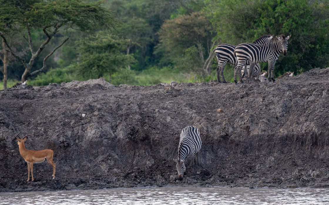 Zebras in Lake Mburo National Park