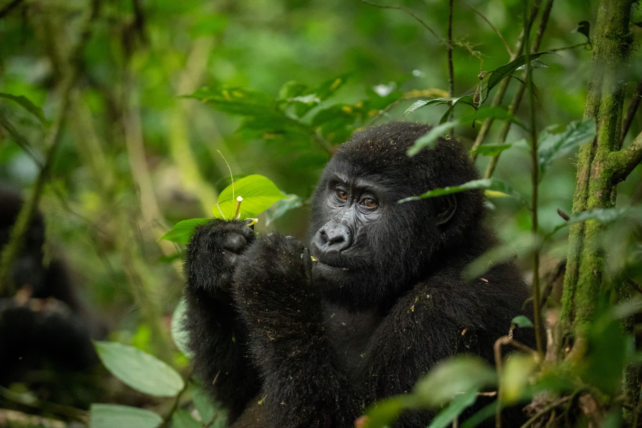 Mountain gorilla feeding in the forest