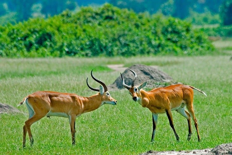 Uganda kob pictured for Toro Semliki in Explore Uganda’s reserve directory