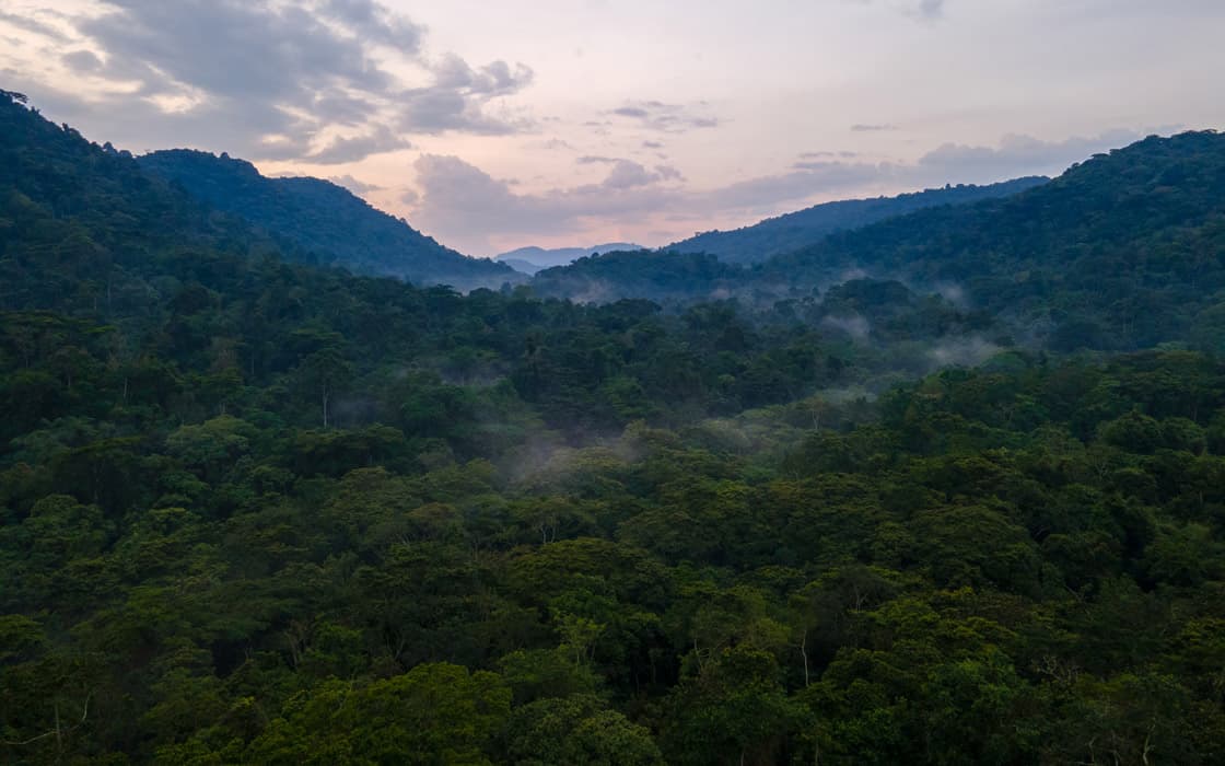 Forested ridges of Bwindi Impenetrable National Park