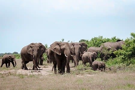 Elephants in Queen Elizabeth National Park