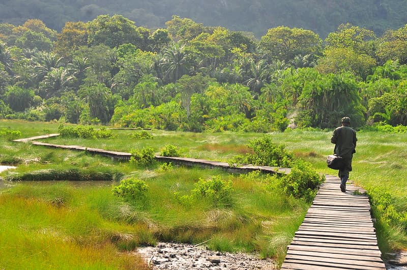 A boardwalk through wetland beside Semuliki’s forest