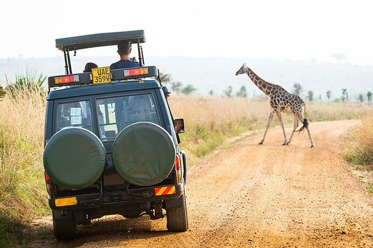 A safari vehicle watching a giraffe cross a track in Murchison Falls.