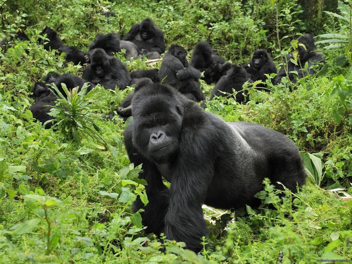 Mountain gorillas in Mgahinga