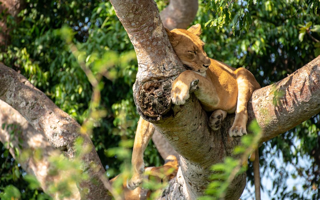 Tree-climbing lions in the Ishasha sector