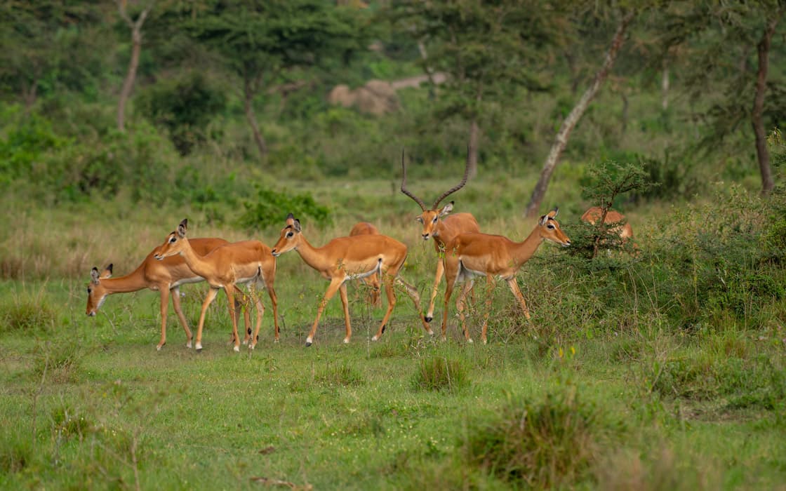 Antelopes grazing at Lake Mburo