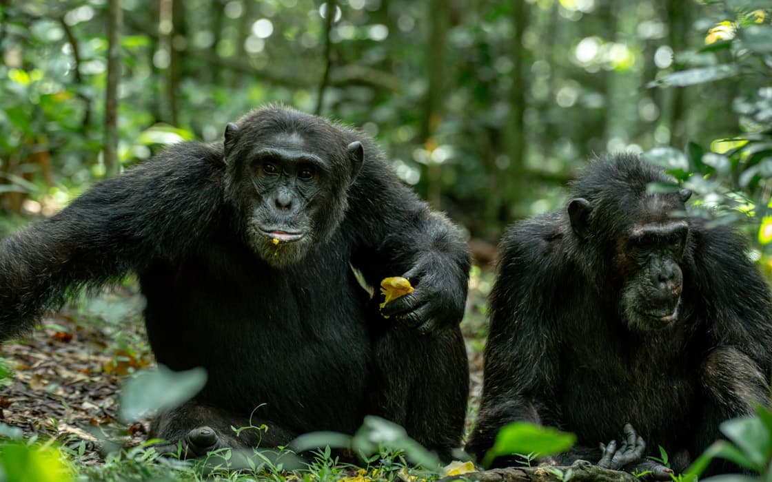 Chimpanzees in Kibale forest