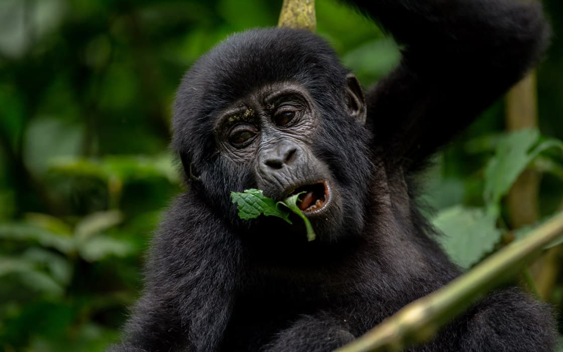 Visitors watching a mountain gorilla in Bwindi forest