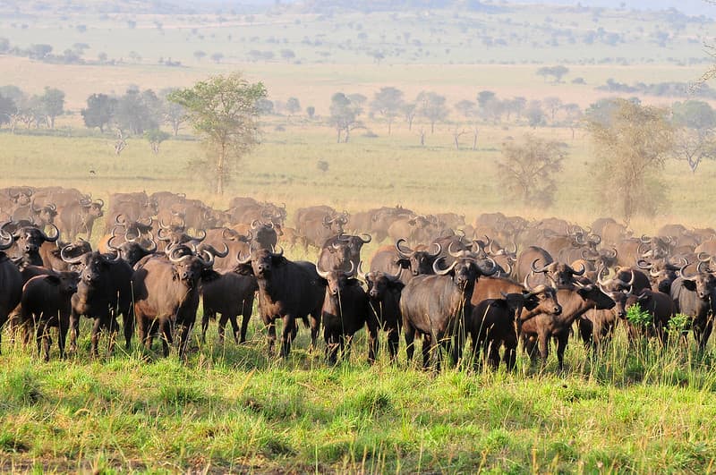 Herd of buffalo in Kidepo
