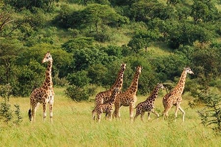 Giraffes in Pian Upe, as pictured by Explore Uganda