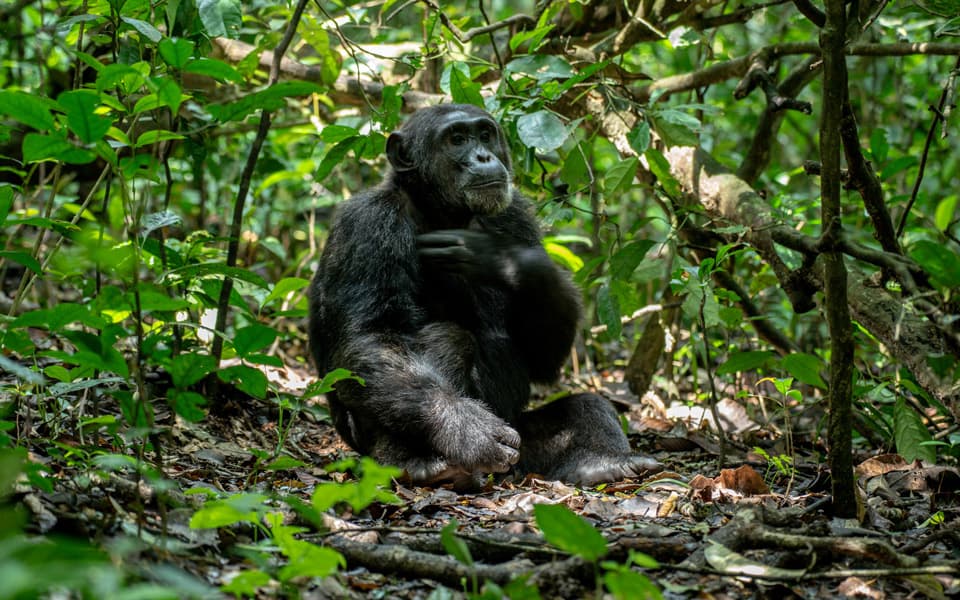 Chimpanzee seen on a tracking walk