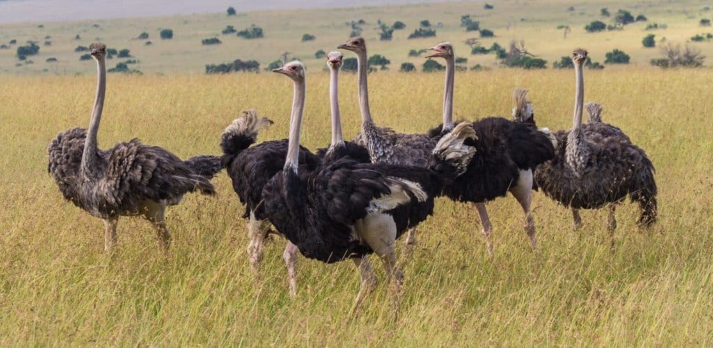 Ostriches in grassland, pictured on UWA’s Pian Upe page