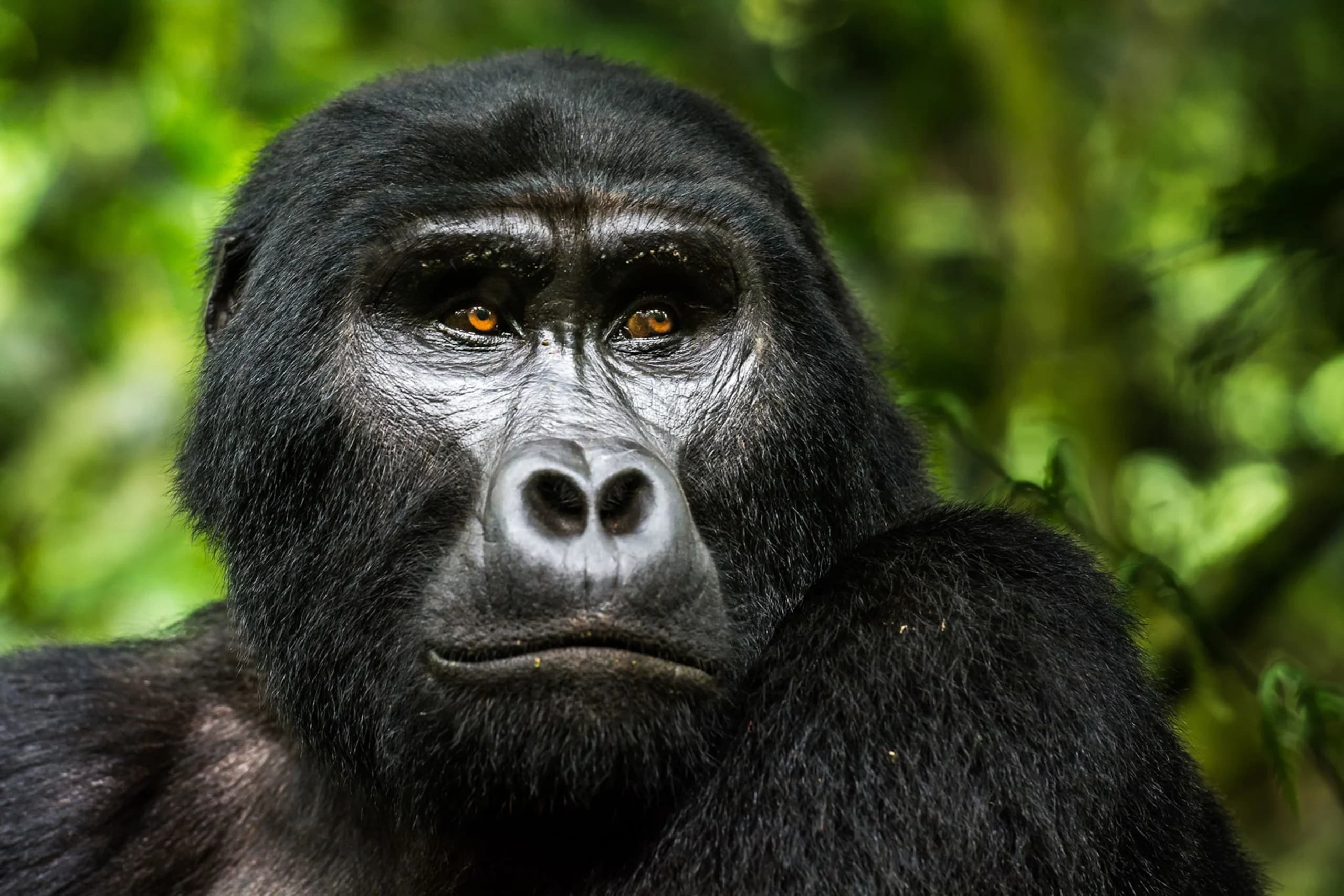 Mountain gorilla portrait
