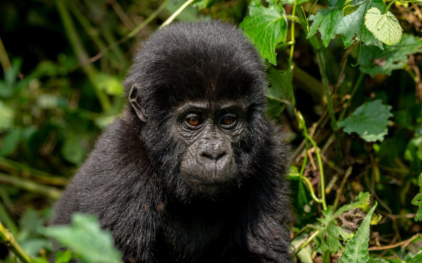Mountain gorilla in Bwindi