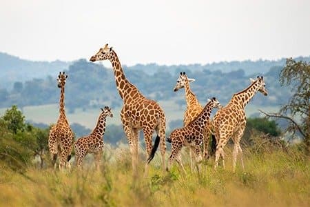 Rothschild's giraffes in Kidepo