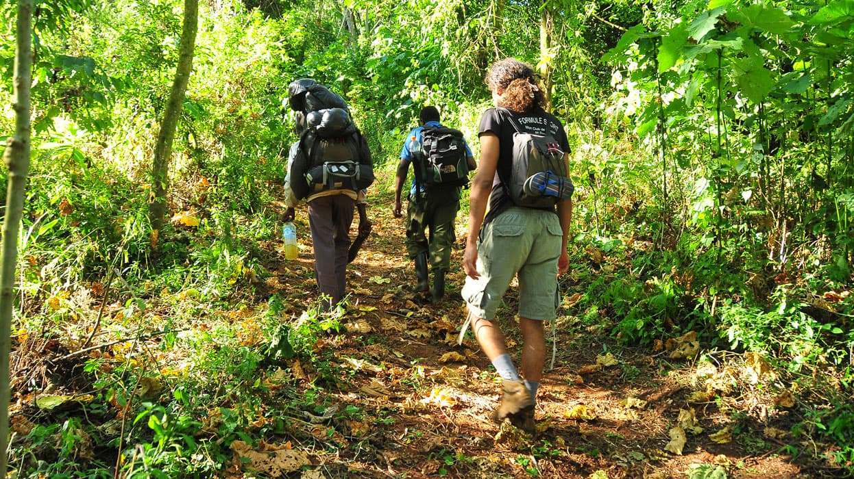 Hikers following a forest trail on Mount Elgon